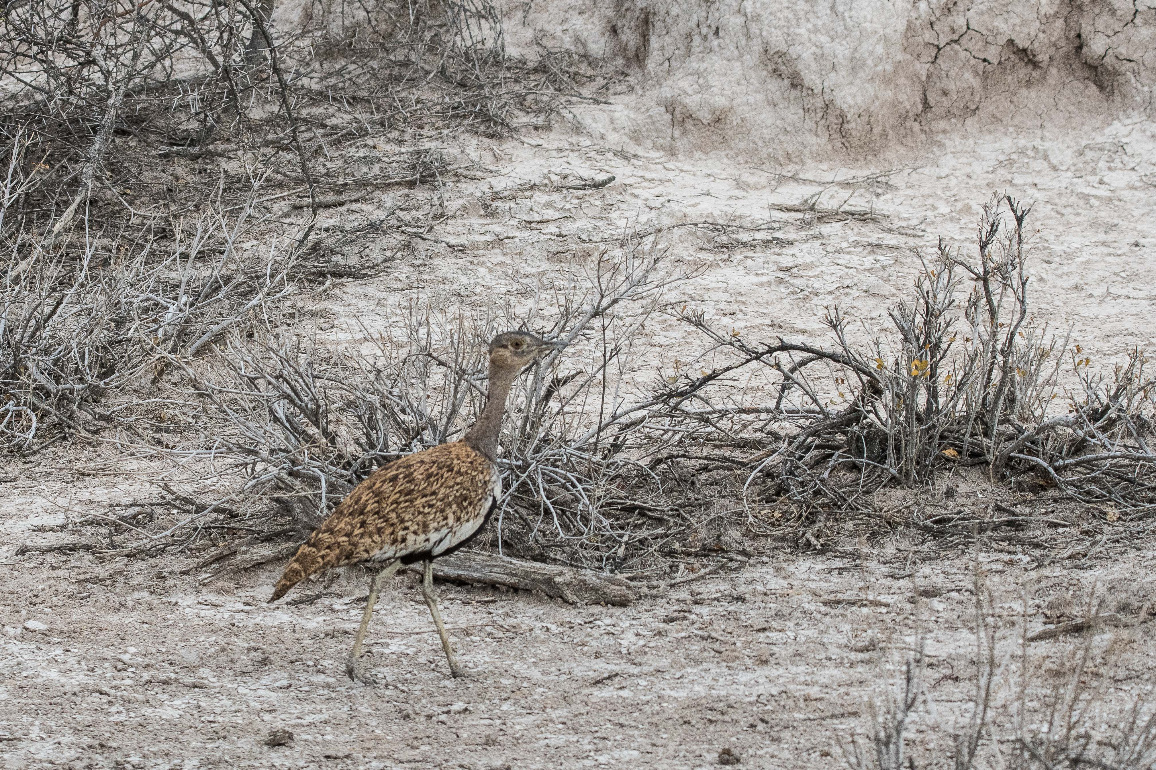 Outarde houpette (Red-crested  Korhan, Lophotis ruficrista), mâle adulte déambulant dans une savane aride, Onguma Nature Reserve, Etosha, Namibie.